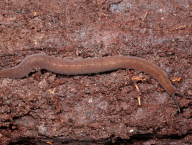 Velvet worm (French Guiana)